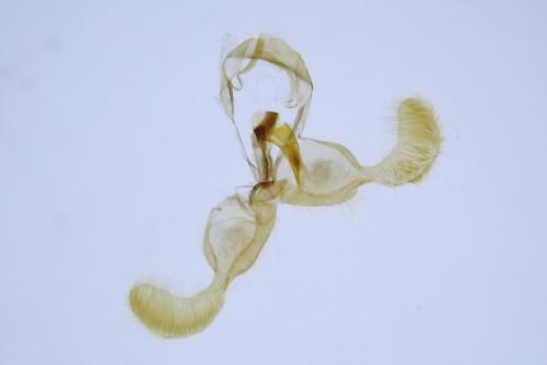 Dichrorampha plumbagana